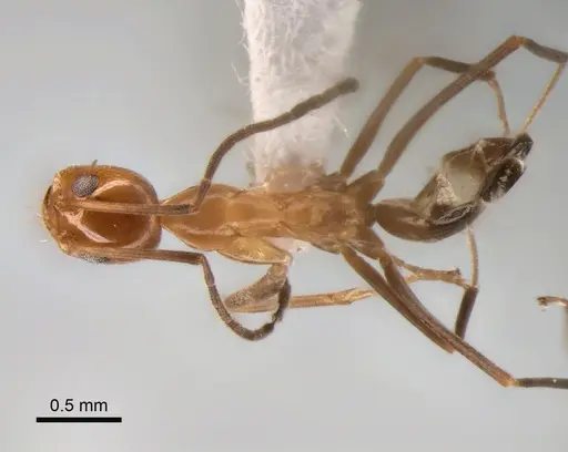 Dorymyrmex goeldii - CASENT0841175