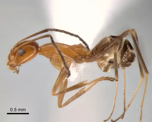 Dorymyrmex goeldii - CASENT0841175