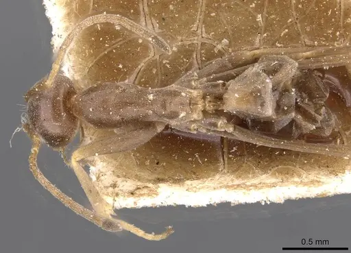 Dorymyrmex goeldii - CASENT0909735