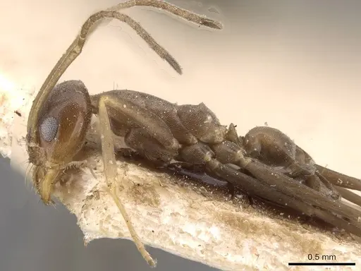 Dorymyrmex goeldii - CASENT0909735