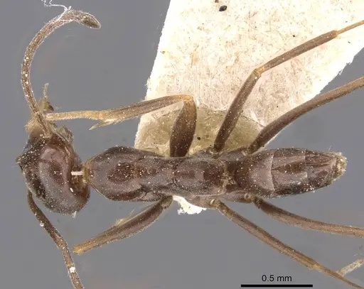 Dorymyrmex goeldii - CASENT0909736