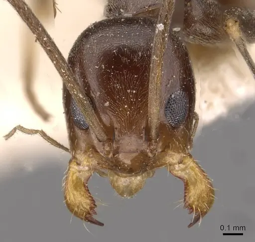 Dorymyrmex goeldii - CASENT0909736