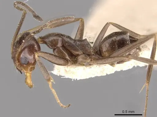 Dorymyrmex goeldii - CASENT0909736