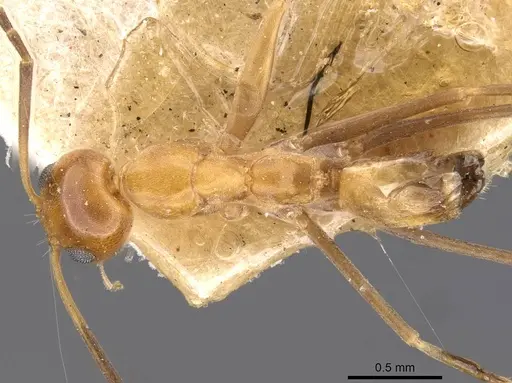 Dorymyrmex goeldii - CASENT0909737