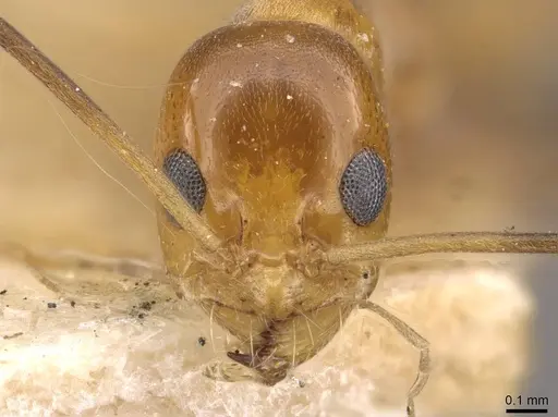 Dorymyrmex goeldii - CASENT0909737