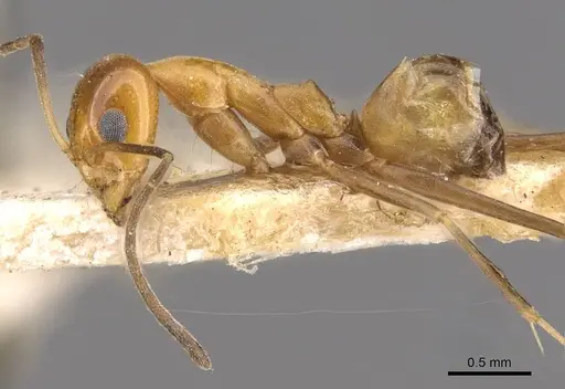Dorymyrmex goeldii - CASENT0909737