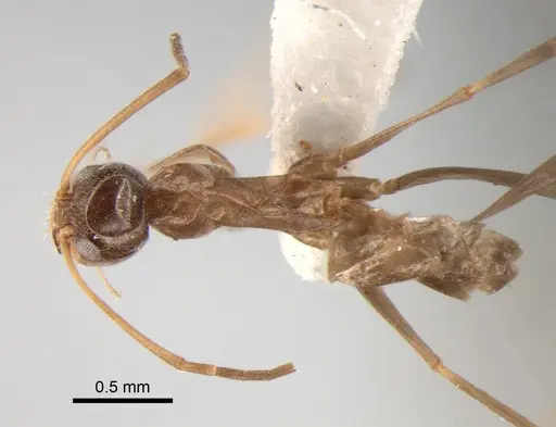 Dorymyrmex goeldii - DZUP518118