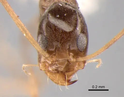 Dorymyrmex goeldii - DZUP518118