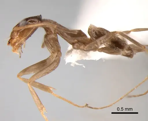 Dorymyrmex goeldii - DZUP518118