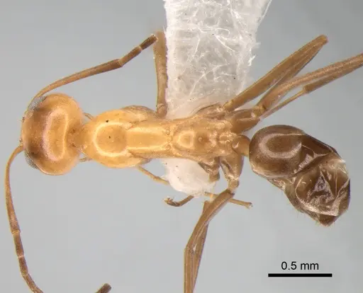 Dorymyrmex goeldii - DZUP518126