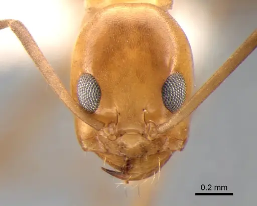 Dorymyrmex goeldii - DZUP518126