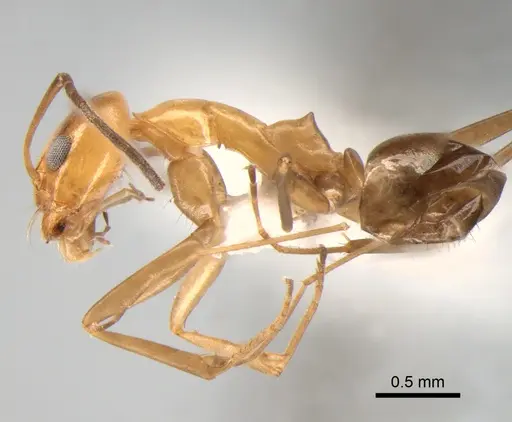 Dorymyrmex goeldii - DZUP518126