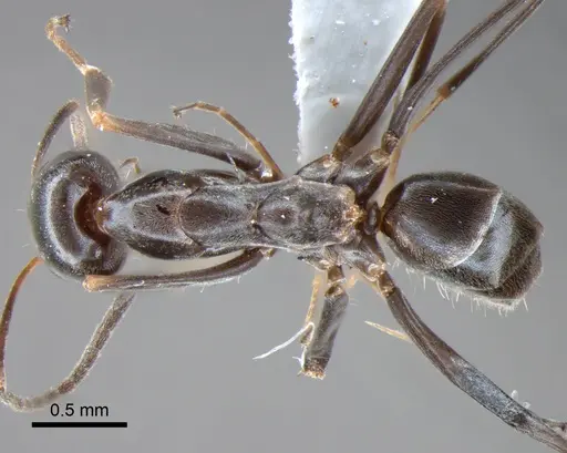 Dorymyrmex goeldii - DZUP518161