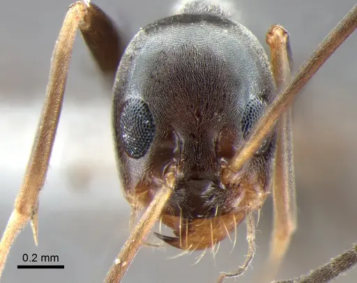 Dorymyrmex goeldii - DZUP518161