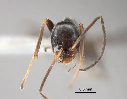 Dorymyrmex goeldii - DZUP518161