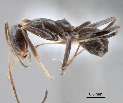 Dorymyrmex goeldii - DZUP518161
