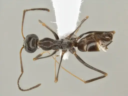 Dorymyrmex goeldii - ECOFOG-OI17-0011-05