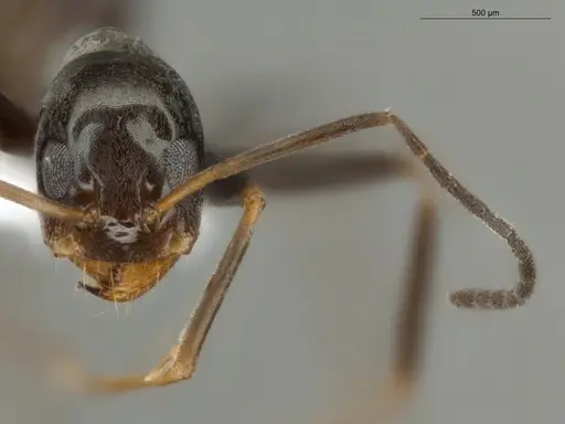 Dorymyrmex goeldii - ECOFOG-OI17-0011-05