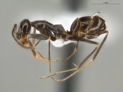 Dorymyrmex goeldii - ECOFOG-OI17-0011-05