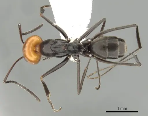 Dorymyrmex goetschi specimen