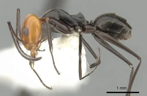 Dorymyrmex goetschi specimen