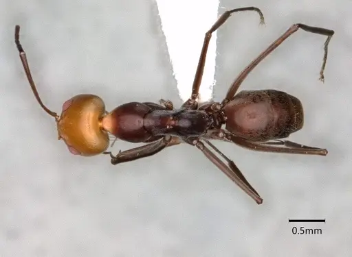 Dorymyrmex goetschi - CASENT0841497