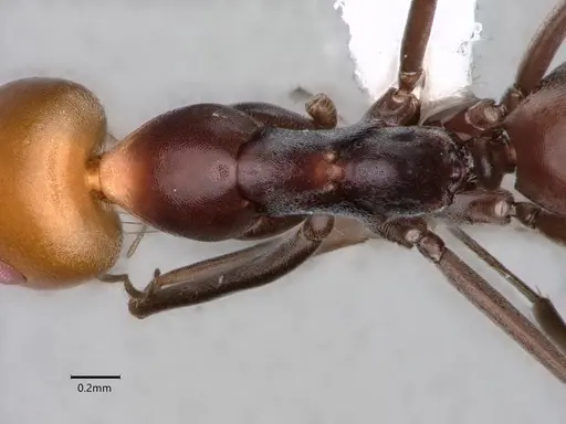 Dorymyrmex goetschi - CASENT0841497