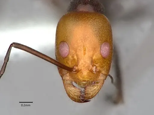 Dorymyrmex goetschi - CASENT0841497