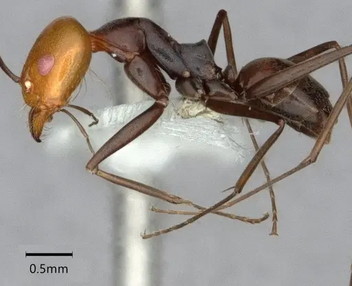 Dorymyrmex goetschi - CASENT0841497