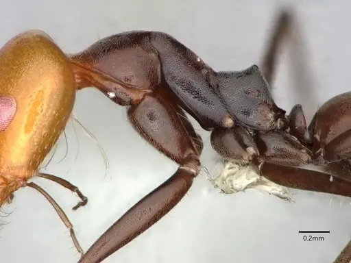 Dorymyrmex goetschi - CASENT0841497