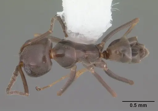 Dorymyrmex grandulus specimen