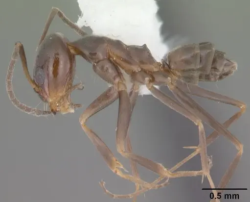Dorymyrmex grandulus specimen