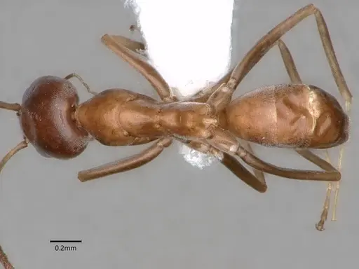 Dorymyrmex grandulus - CASENT0841372