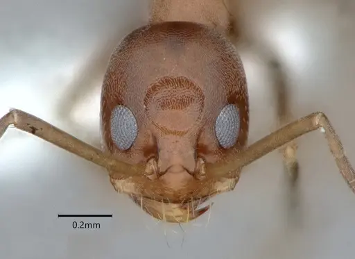 Dorymyrmex grandulus - CASENT0841372