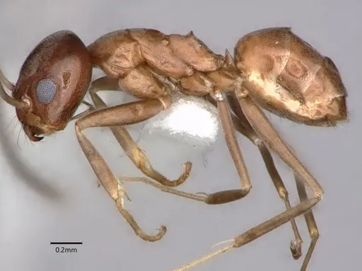 Dorymyrmex grandulus - CASENT0841372