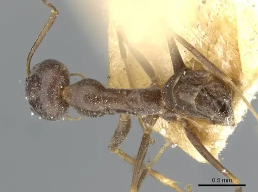 Dorymyrmex grandulus - CASENT0911036