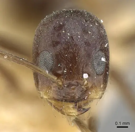 Dorymyrmex grandulus - CASENT0911036