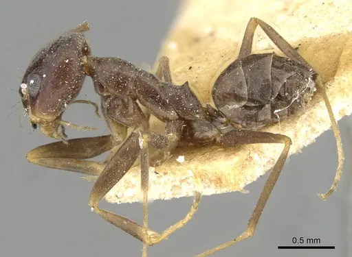 Dorymyrmex grandulus - CASENT0911036