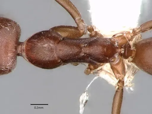 Dorymyrmex hunti specimen