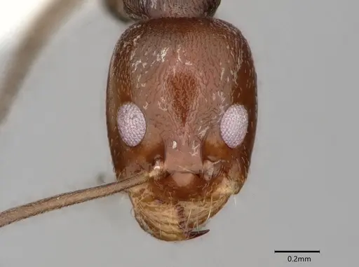 Dorymyrmex hunti specimen