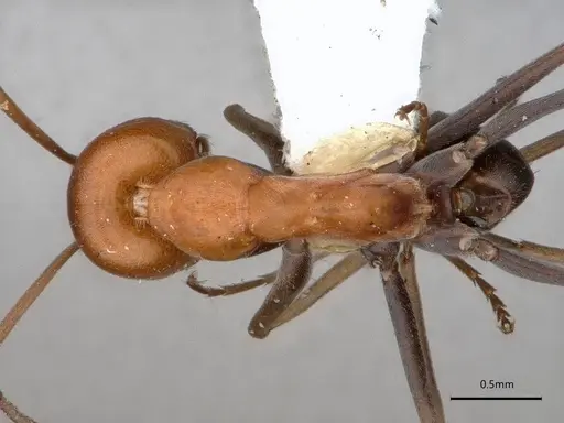 Dorymyrmex hypocritus specimen