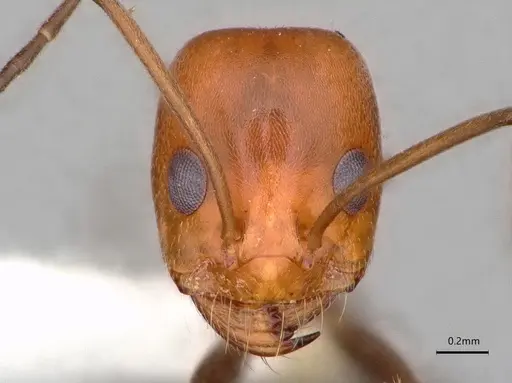 Dorymyrmex hypocritus specimen