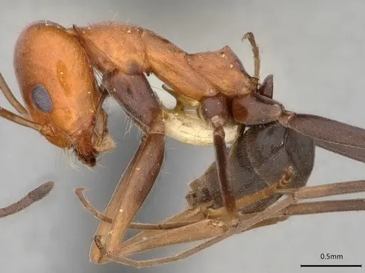 Dorymyrmex hypocritus specimen