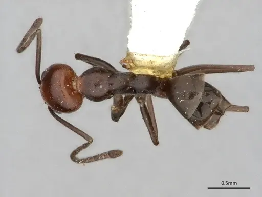 Dorymyrmex incomptus specimen