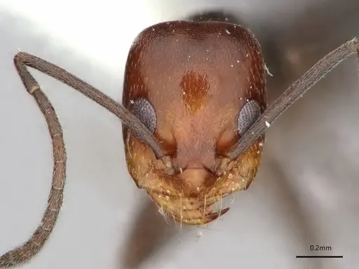 Dorymyrmex incomptus specimen