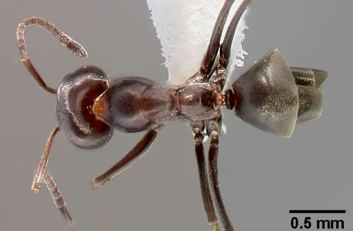 Dorymyrmex insanus specimen