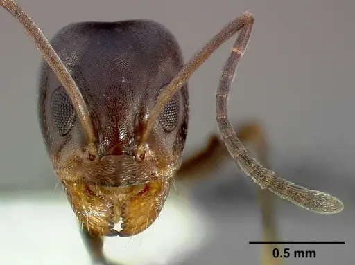Dorymyrmex insanus specimen