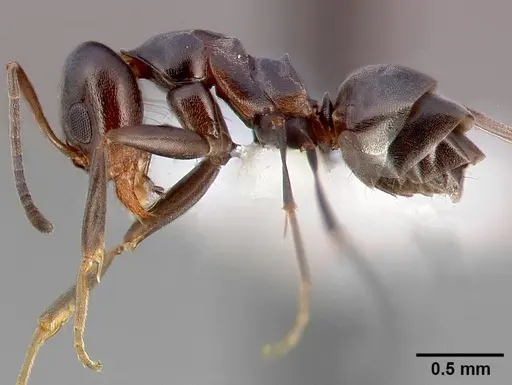 Dorymyrmex insanus specimen