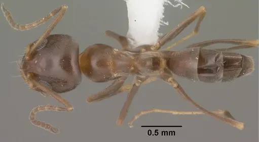 Dorymyrmex insanus - CASENT0102753