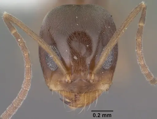 Dorymyrmex insanus - CASENT0102753